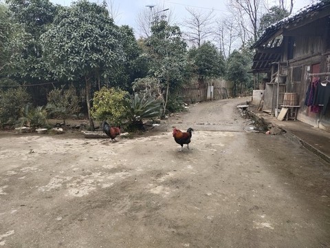 紅公雞