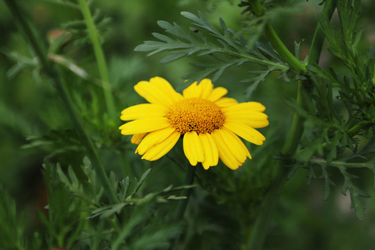 菊花
