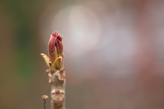 香椿嫩芽