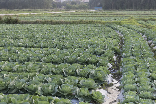 一大片農(nóng)田里的卷心菜