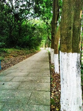 林蔭小道