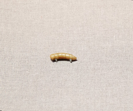 商代玉蠶