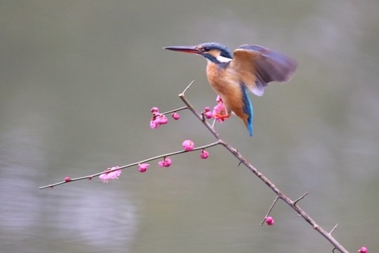 翠鳥
