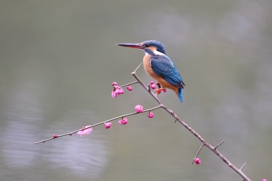 翠鳥