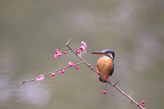 翠鳥(niǎo)