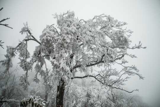 張家界天門山雪景