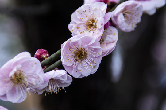 梅花報春