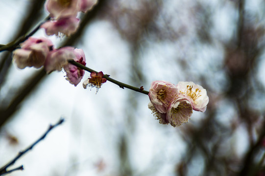 梅花報(bào)春