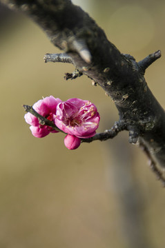 梅花報春