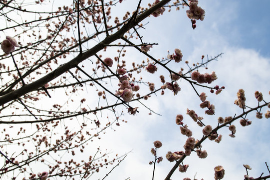 梅花報春