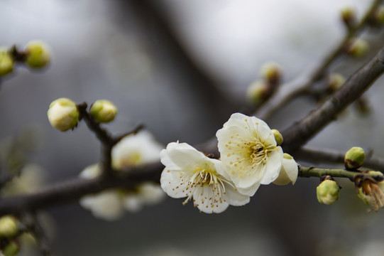 梅花報(bào)春