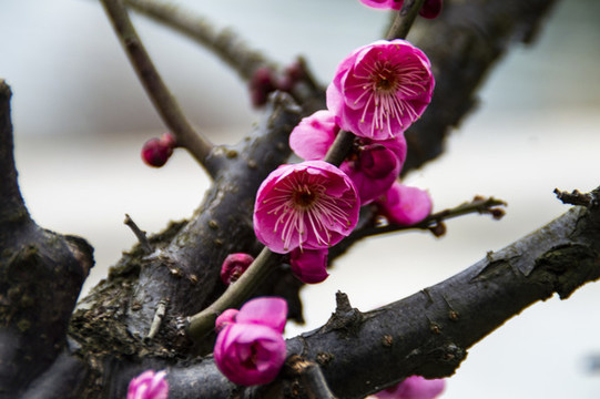 梅花
