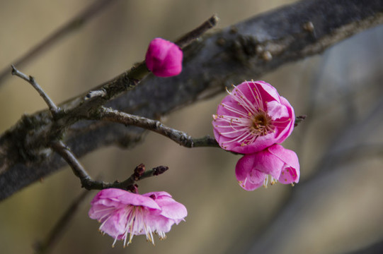 梅花報春