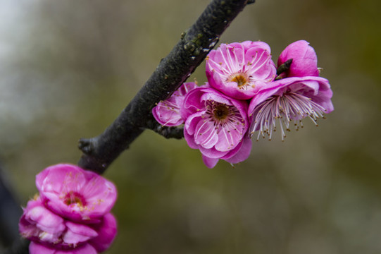 梅花報(bào)春