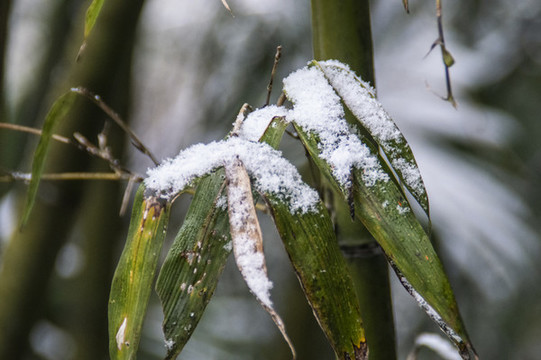 雪中竹葉