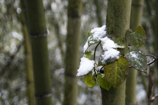 雪中竹葉