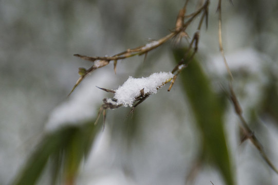 雪中竹葉