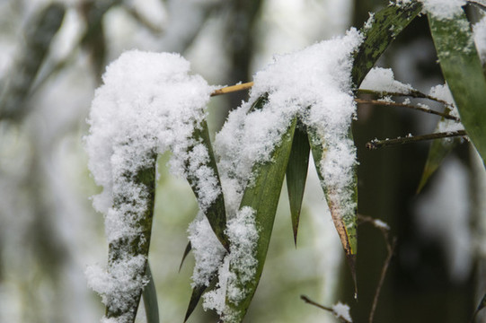 雪中竹葉