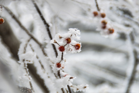 冰雪中的花草果實
