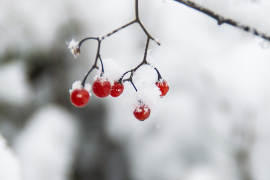 冰雪中的花草果實