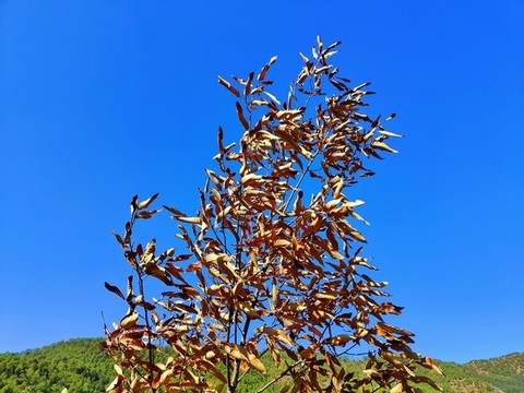 樹木