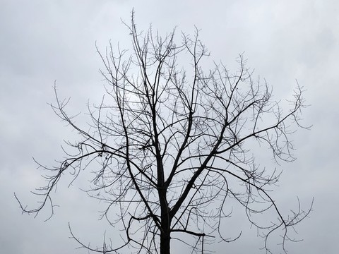樹枝