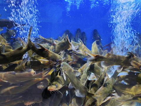 昂刺魚