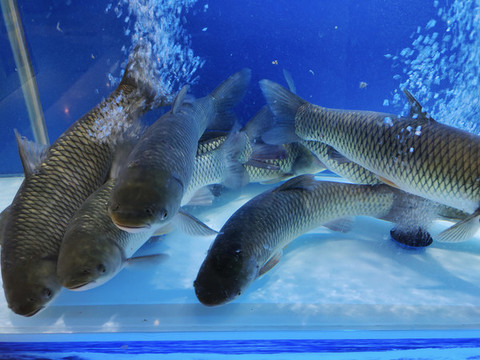 草魚(yú)