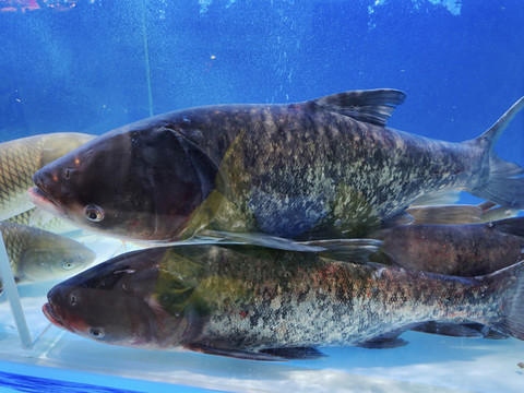 鰱魚