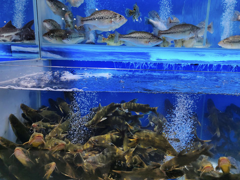 昂刺魚