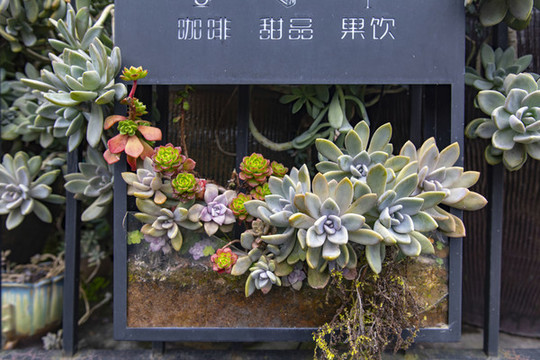 肉肉植物