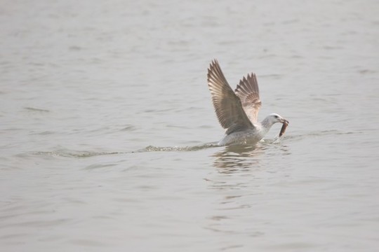 海鷗覓食