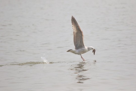 海鷗覓食