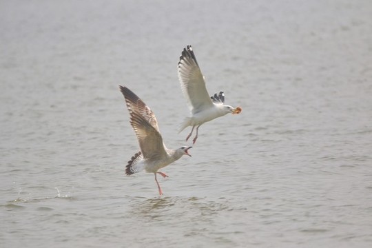 海鷗覓食