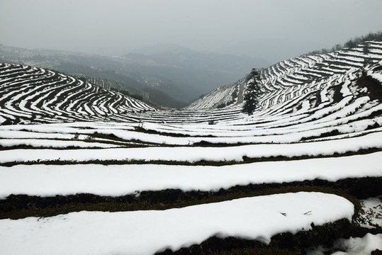 茶園雪景