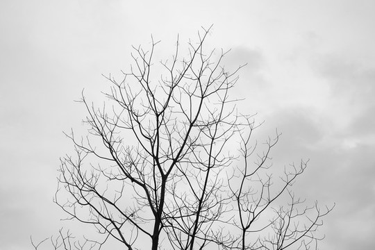 黑白樹枝剪影