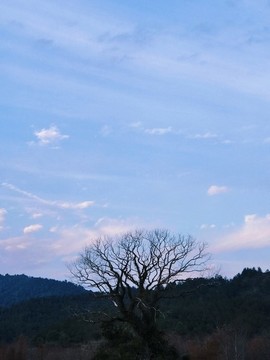 枯樹