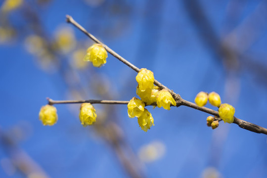 蠟梅花