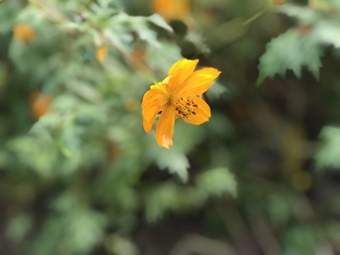 孔雀草