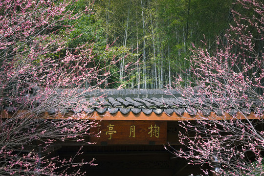 杭州靈峰探梅掬月亭