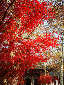 南京棲霞山紅色楓葉