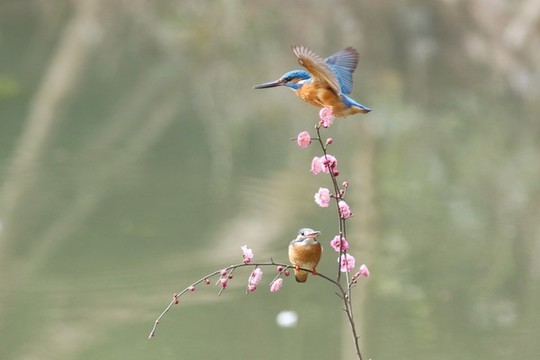 翠鳥(niǎo)