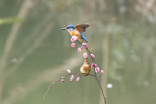 翠鳥