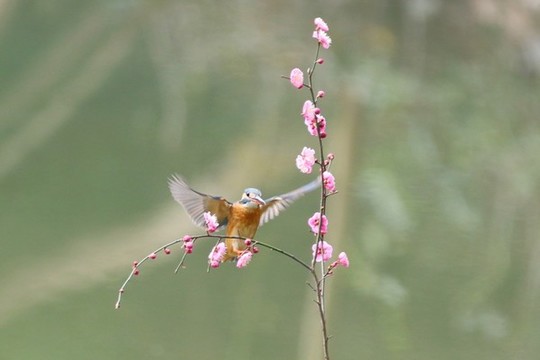 翠鳥(niǎo)