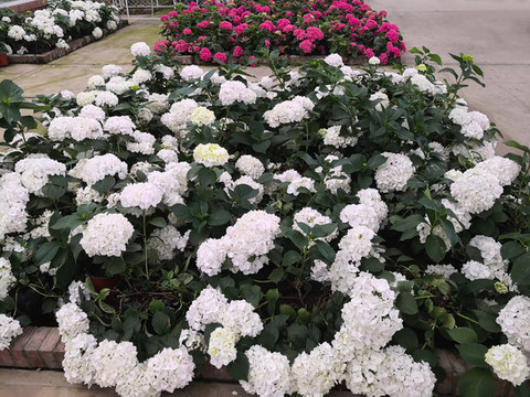 成都花舞人間花卉鮮花