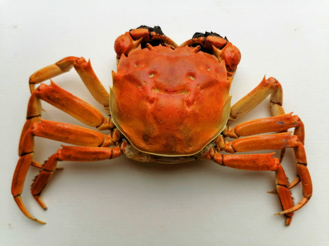陽澄湖大閘蟹