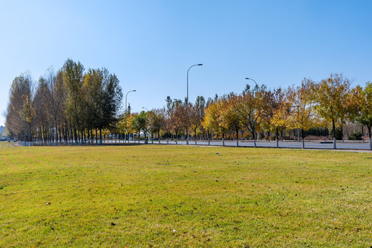 中國遼寧沈陽中央公園的草坪