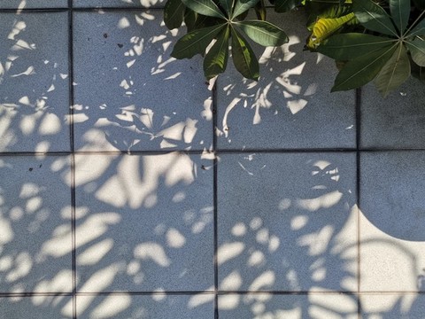 綠植樹影斑駁