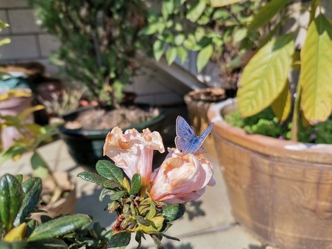 杜鵑花上的紫蝴蝶抓拍