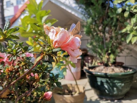 杜鵑花上的蝴蝶抓拍